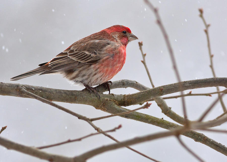 House Finch Perched on a Branch Photograph by Melinda Fawver