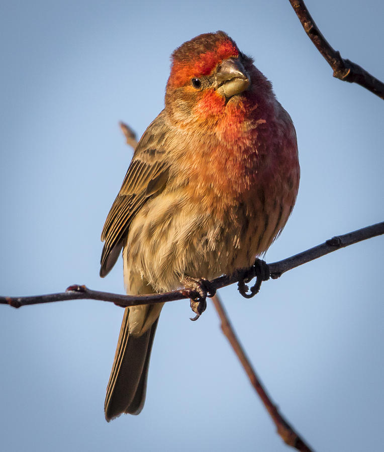 Canon Photograph - House Finch by Ricky L Jones Canon Photograph - House Finch by Ricky L Jones