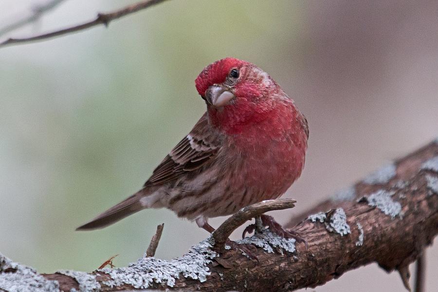 House Finch Photograph by Ronnie Prcin