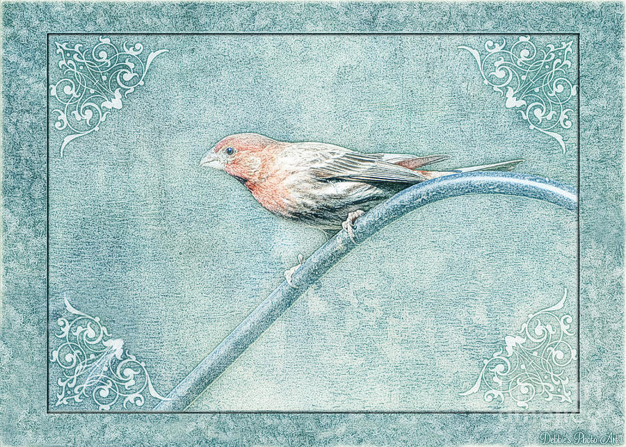 Nature Photograph - House finch with colored sketch effect by Debbie Portwood
