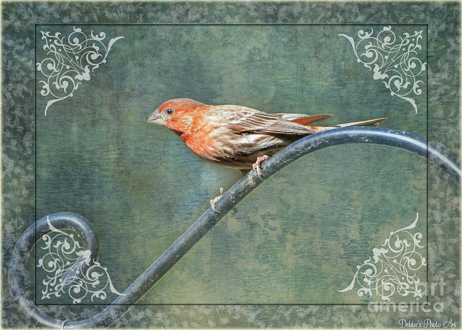 House Finch with frame and corner decorations Photograph by Debbie Portwood