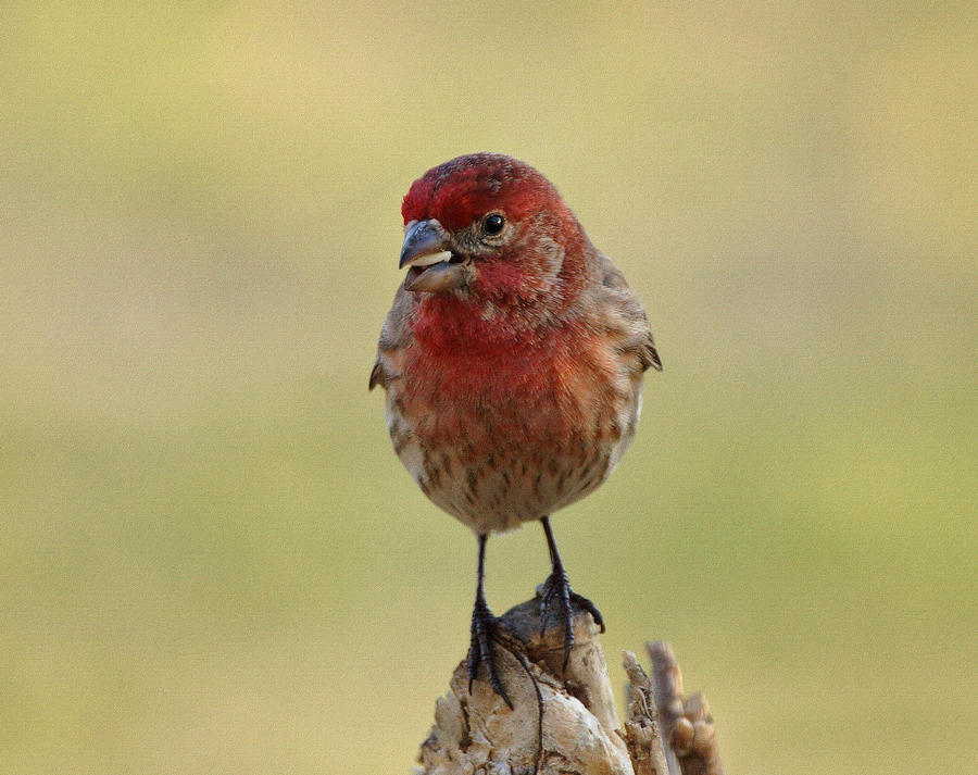 House Finch with Seed Photograph by Sandy Keeton