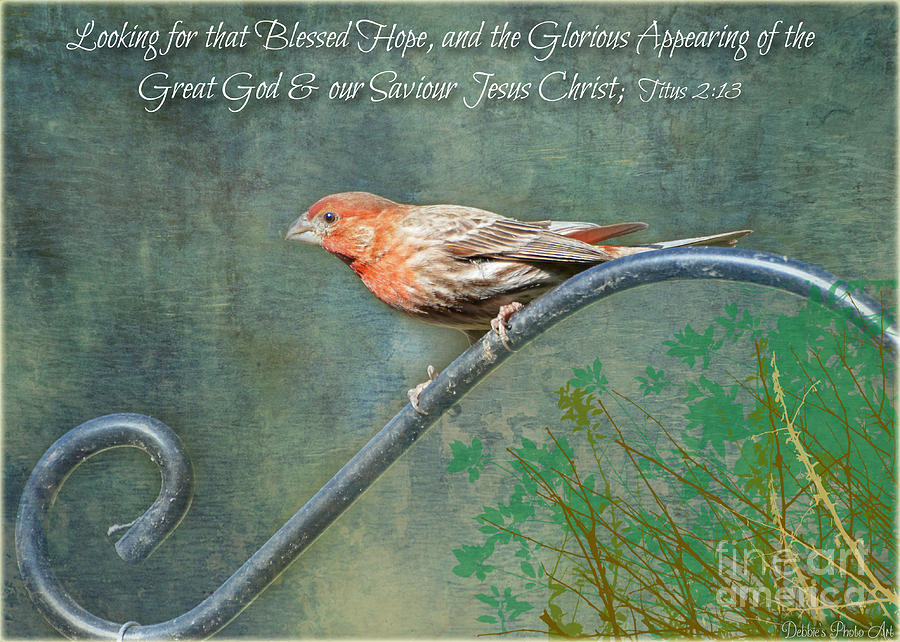 House Finch with verse Photograph by Debbie Portwood