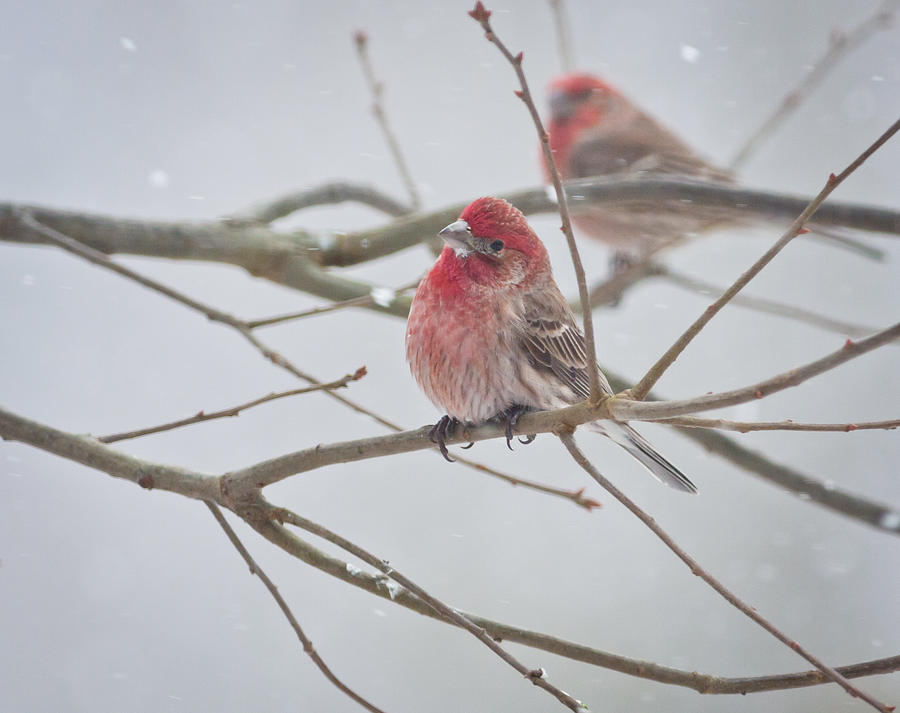 House Finches in the Snow Photograph by Melinda Fawver