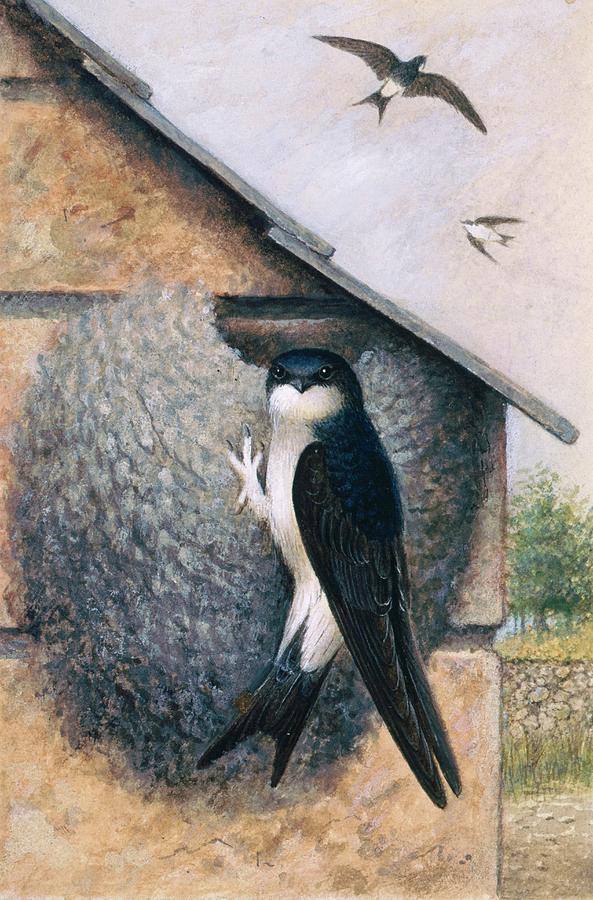 House Martin Photograph by Natural History Museum, London/science Photo Library