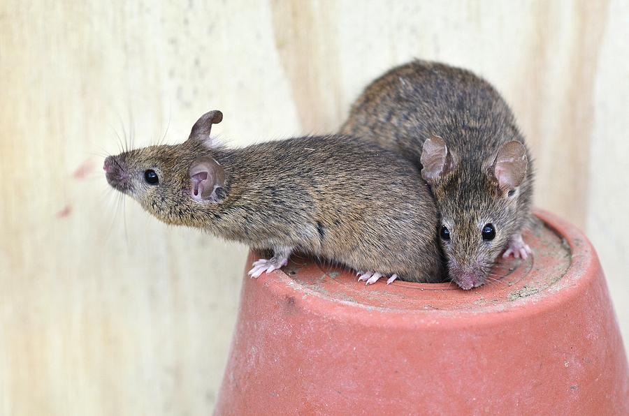 House Mouse Photograph by Colin Varndell/science Photo Library