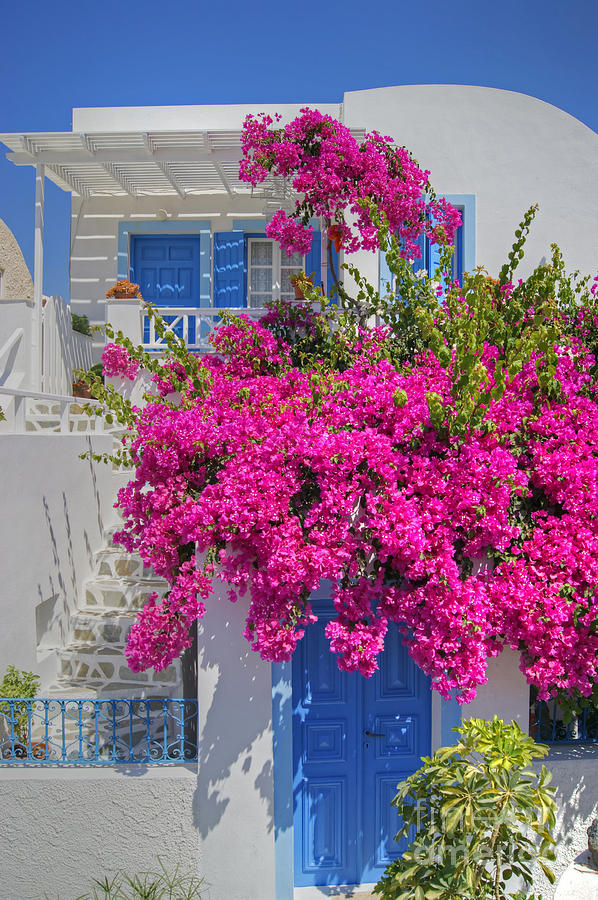 House Of Bougainvillea Photograph by David Birchall