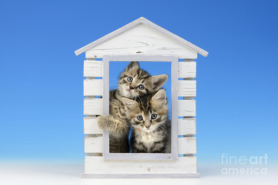 Cat Digital Art - House of Kittens CK528 by MGL Meiklejohn Graphics Licensing