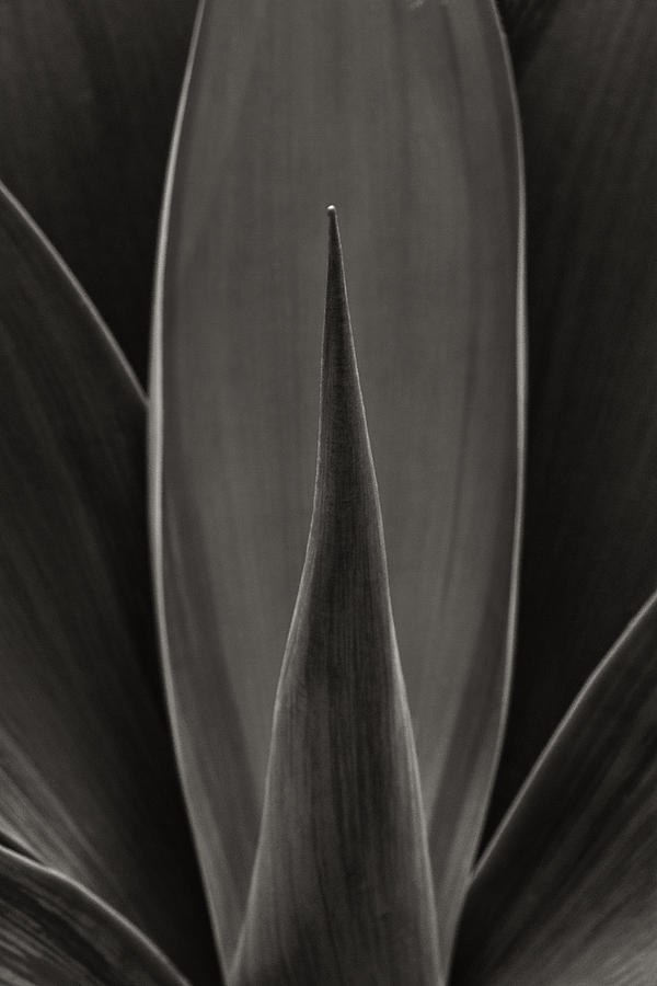 House Plant B and W Photograph by Robert Woodward