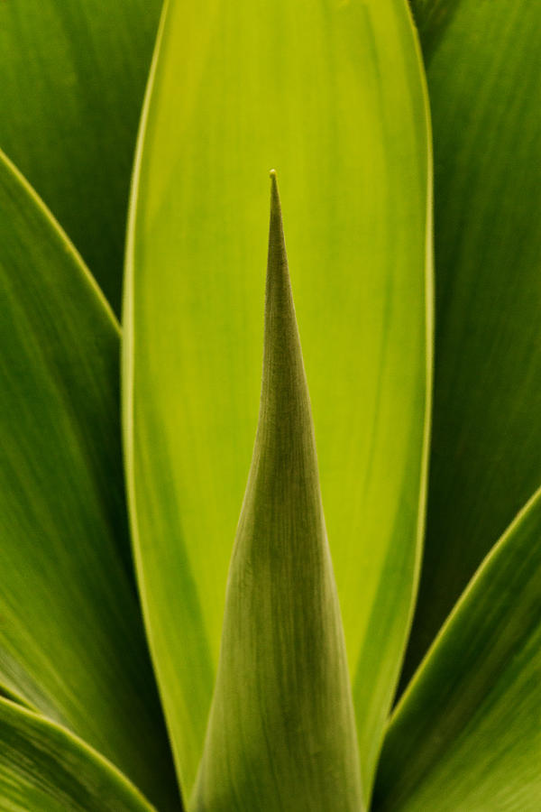 House Plant Photograph by Robert Woodward
