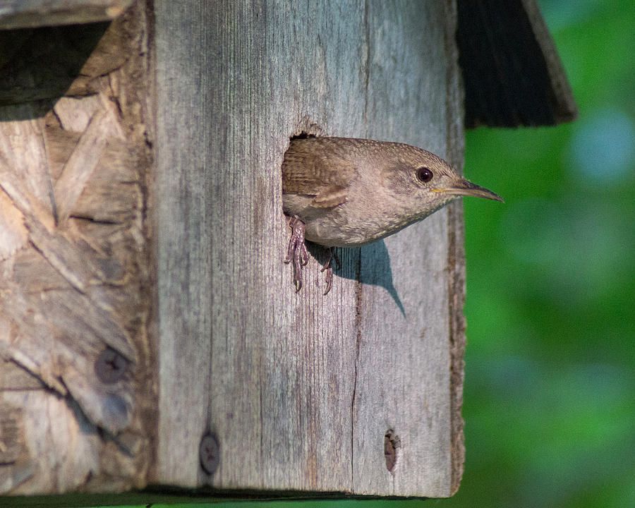 House Sitting House Wren Photograph by Bill Pevlor