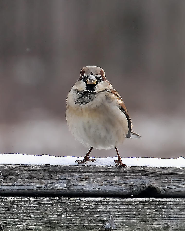 House Sparrow 402 Photograph by Gene Tatroe