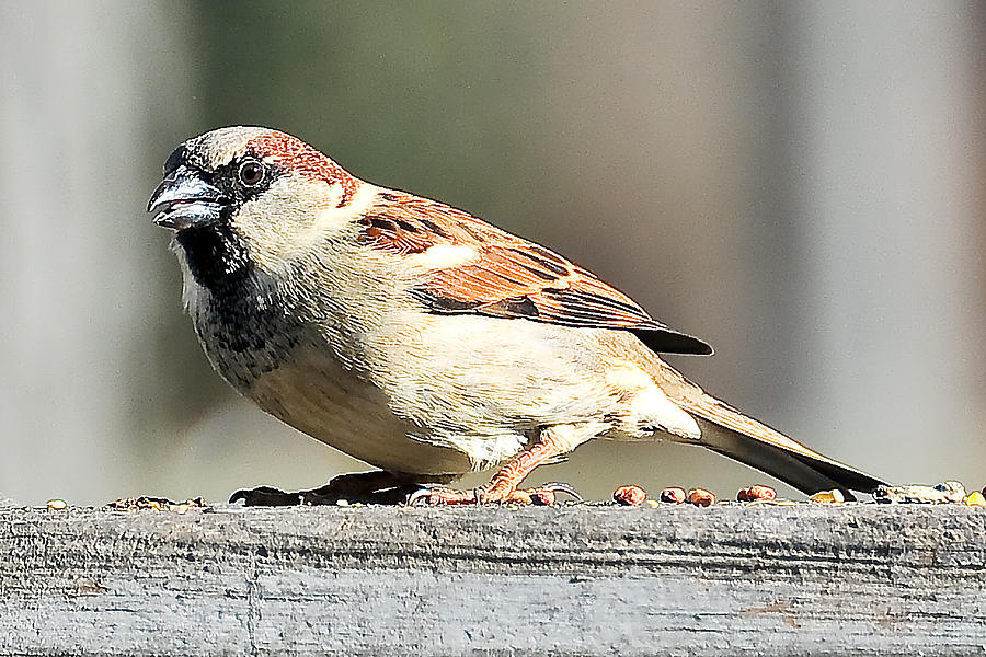 House Sparrow 495 Photograph by Gene Tatroe