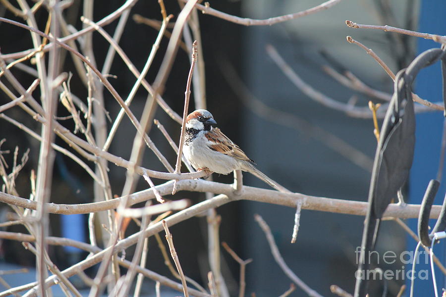 House Sparrow Photograph by Ann E Robson