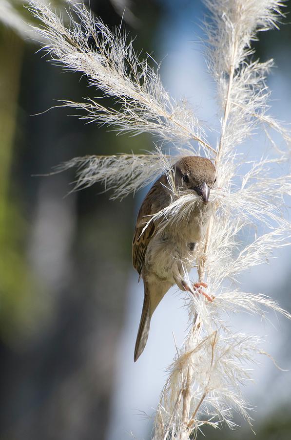 House Sparrow Photograph by Dr. John Brackenbury/science Photo Library