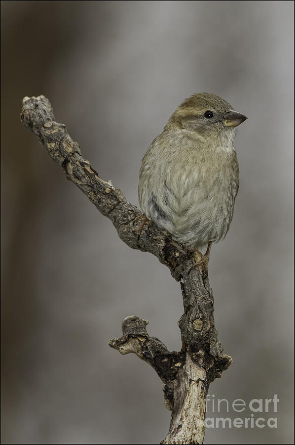 House Sparrow female by Michael Greiner House Sparrow female by Michael Greiner