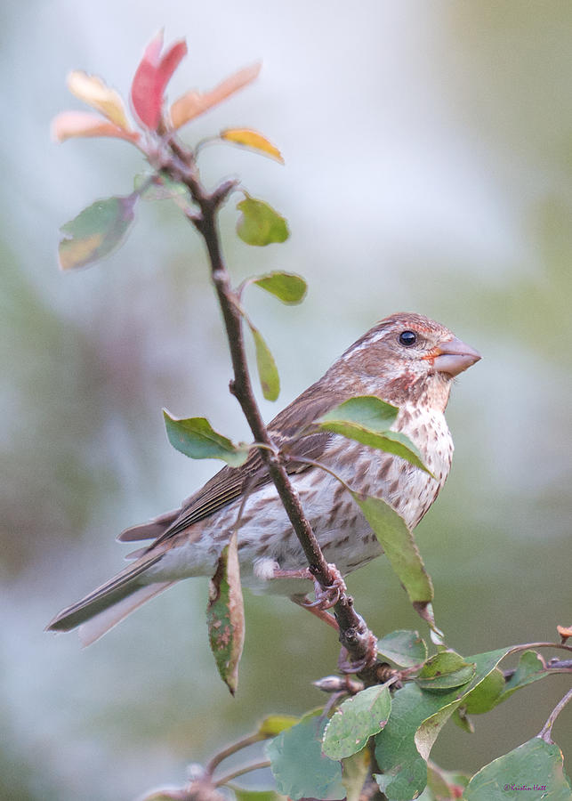 House Sparrow in the Apple Tree Photograph by Kristin Hatt