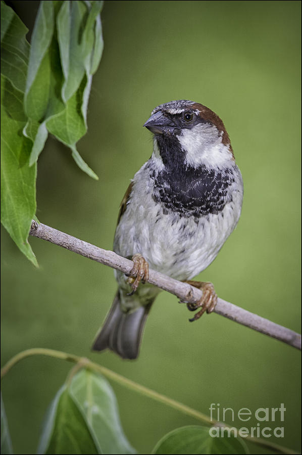 House Sparrow by Michael Greiner House Sparrow by Michael Greiner
