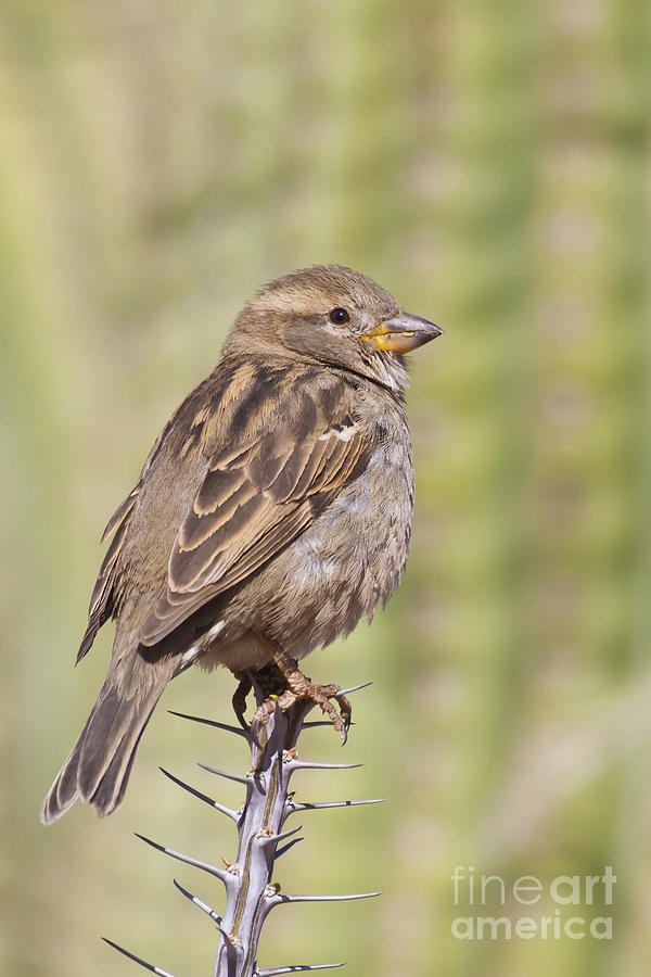 House sparrow on ocotillo Photograph by Bryan Keil