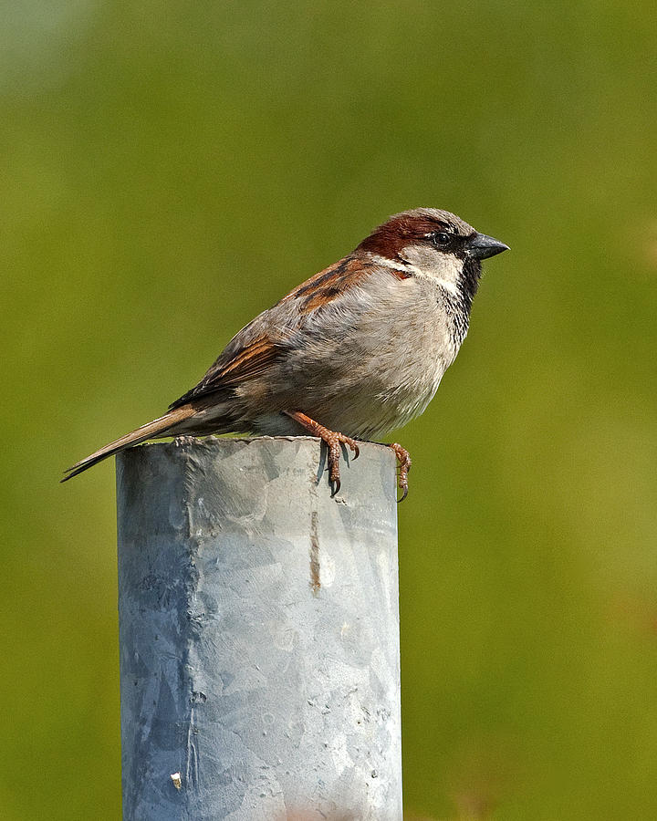 House Sparrow Photograph by Paul Scoullar