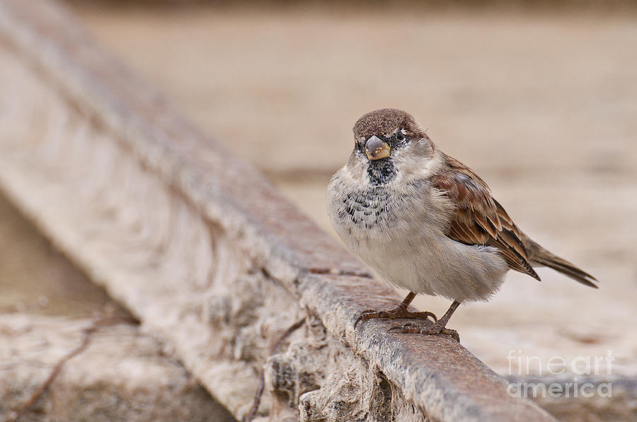 House sparrow by Simona Ghidini House sparrow by Simona Ghidini