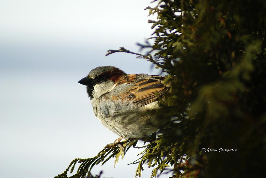 House Sparrow Photograph by Steven Clipperton