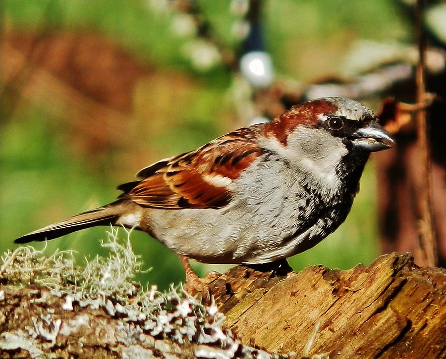 House Sparrow Photograph by VLee Watson