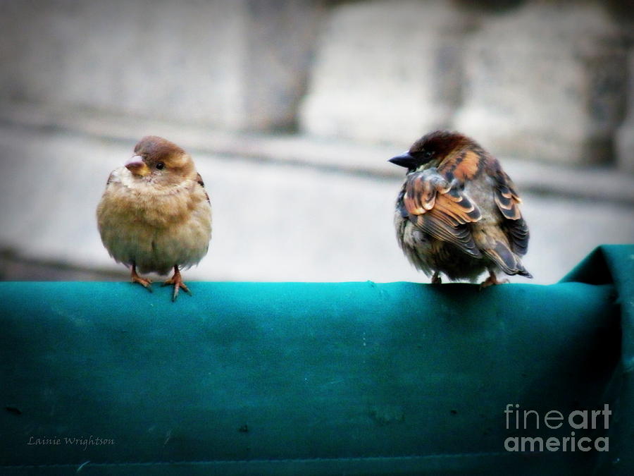 House Sparrows Photograph by Lainie Wrightson