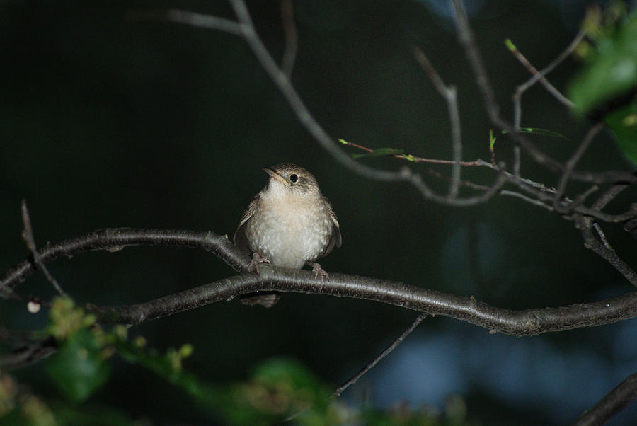 House Wren at Night Photograph by Margie Avellino