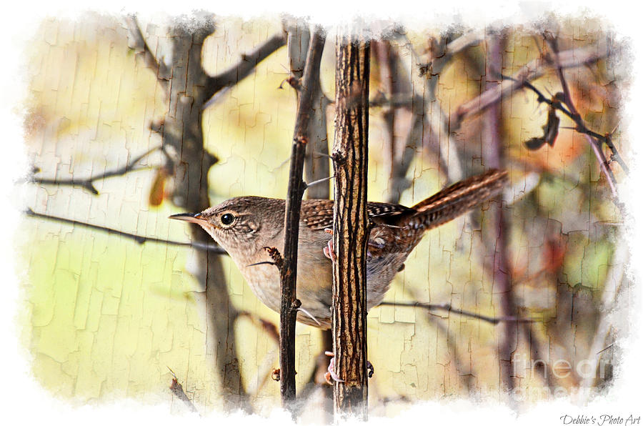 Nature Photograph - House Wren in the Bushes by Debbie Portwood