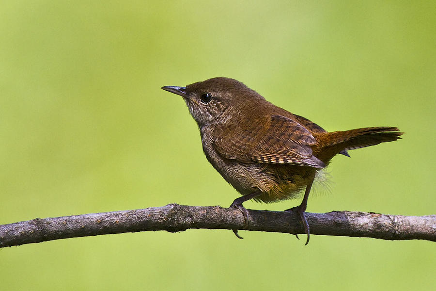 Nature Photograph - House Wren by Marcia Colelli