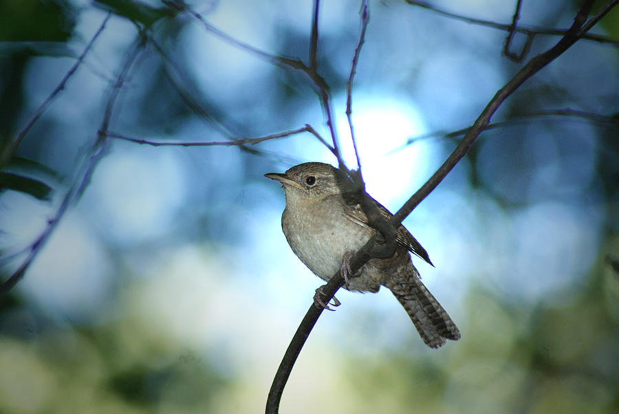 House Wren on Blue Photograph by Margie Avellino