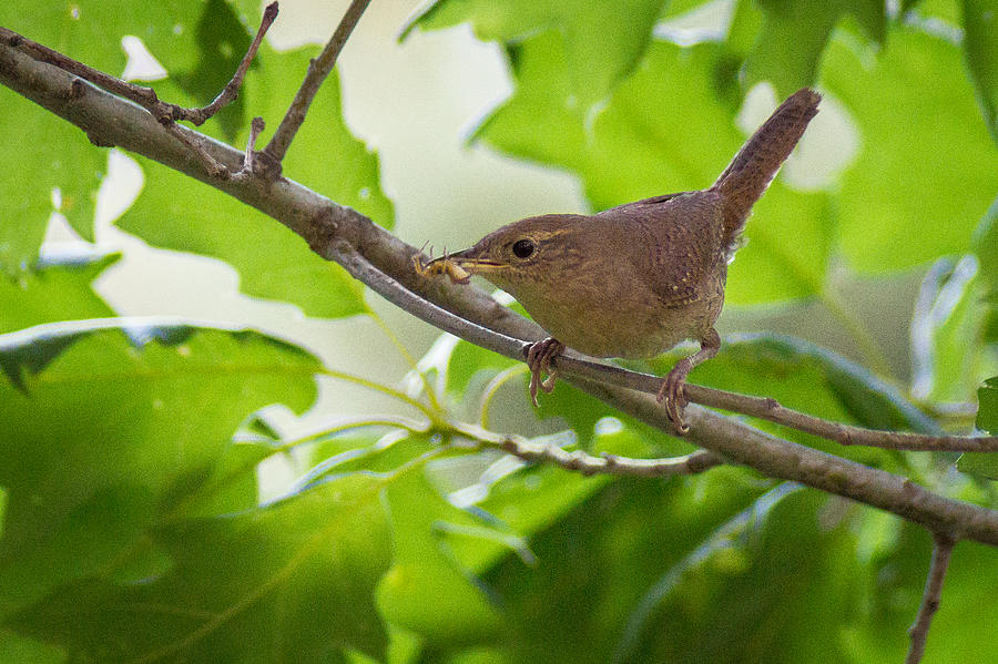 House Wren Snack Photograph by Bill Pevlor