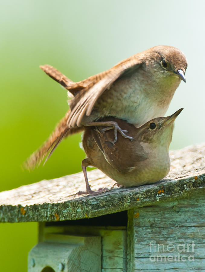 House Wrens Mating Photograph by Robert McAlpine Pixels