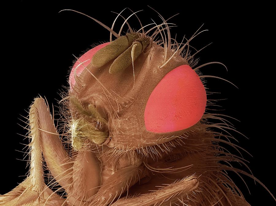 Housefly Head Photograph by Steve Gschmeissner
