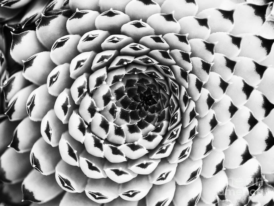 Pattern Photograph - Houseleek Pattern Monochrome by Tim Gainey