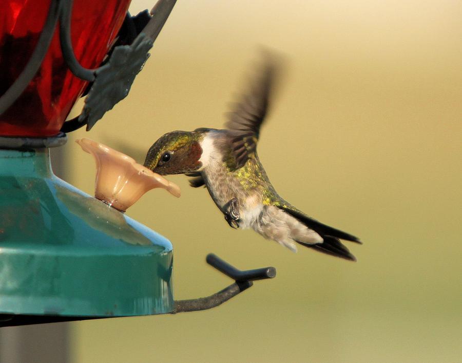 Hover at the Feeder Photograph by John Dart