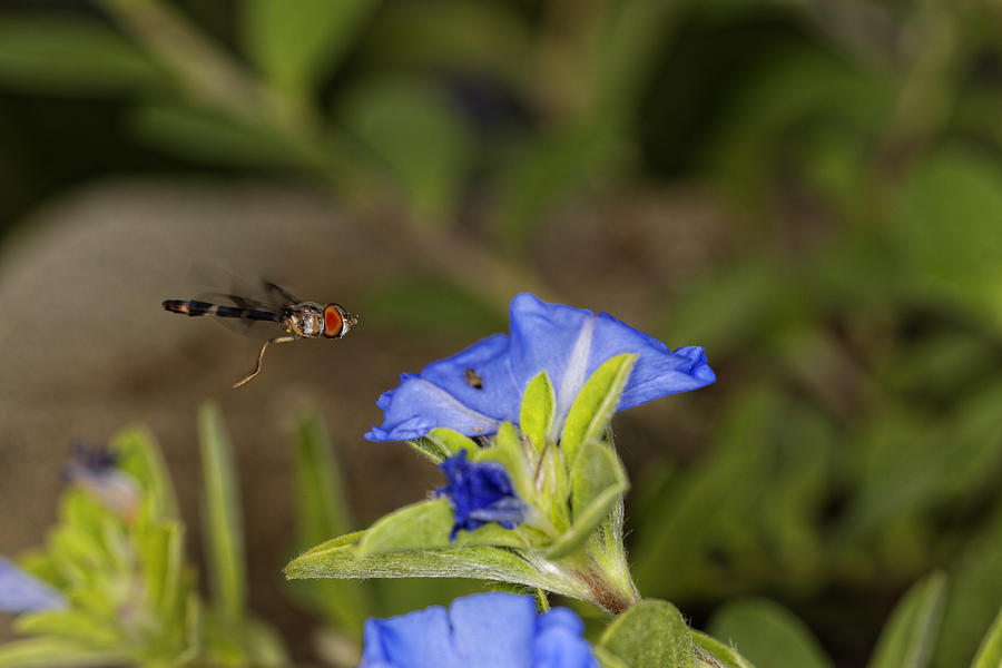 Hover Damselfly Photograph