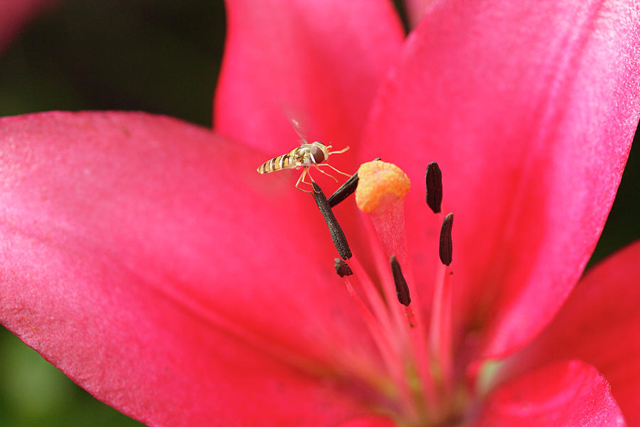 Lily Photograph - Hover Fly And Lily Flower by Dan Sams/science Photo Library
