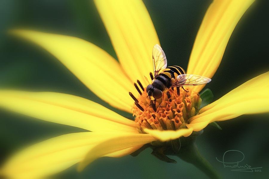 Hover Fly on Flower Photograph by Ludwig Keck