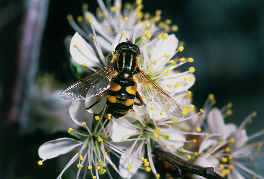 Nature Photograph - Hover Fly Pollinating American Plum by William Ervin/science Photo Library