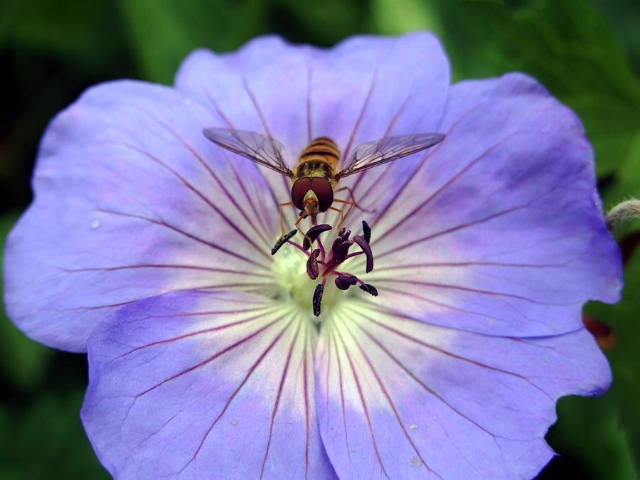 Hover Fly Voluceila Syrphus Photograph by Ian Gowland/science Photo Library