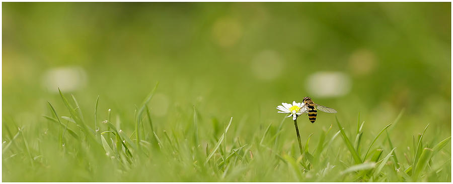 Nature Photograph - Hover by John Fotheringham
