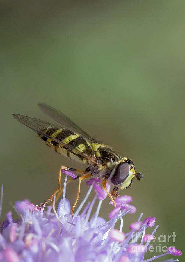 Hoverefly - Syrphus vitripennis Photograph by Jivko Nakev