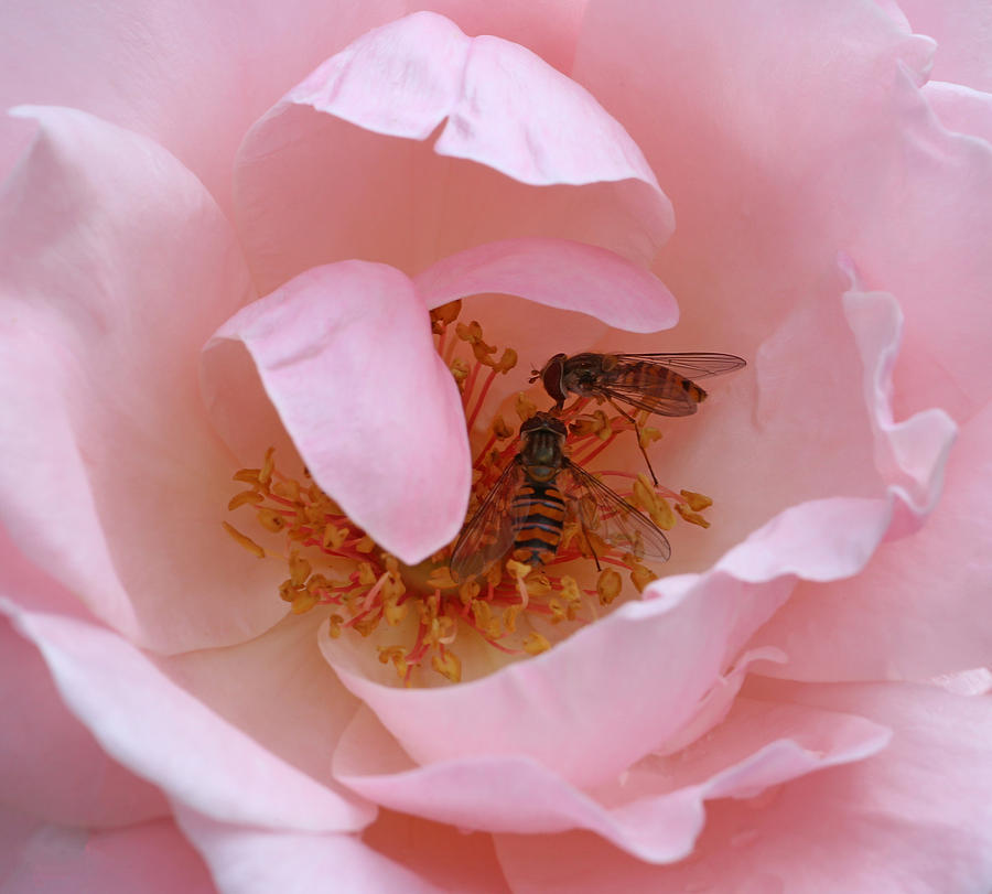 Hoverflies Feeding Photograph by John Topman