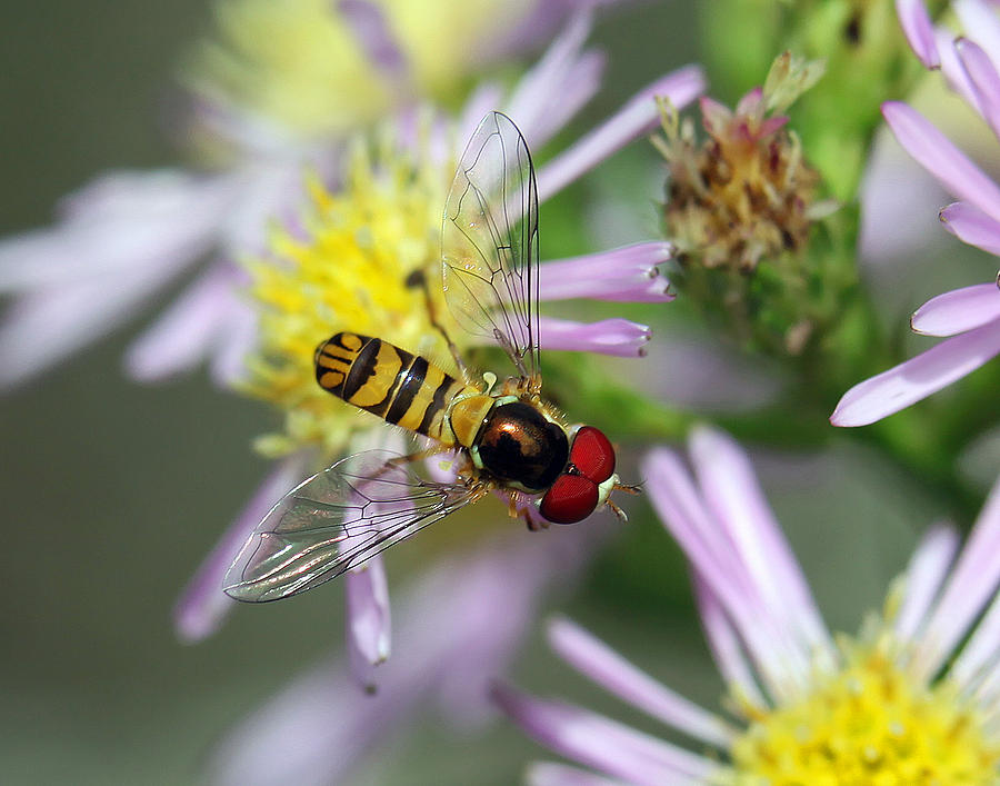 Hoverfly Photograph by Dusty Wynne