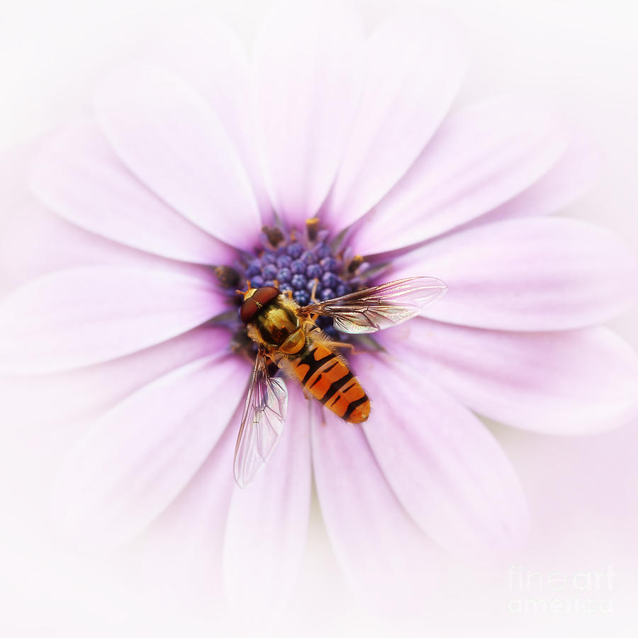 Daisy Photograph - Hoverfly by LHJB Photography