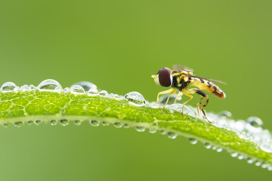 Hoverfly in dew Photograph by Mircea Costina Photography