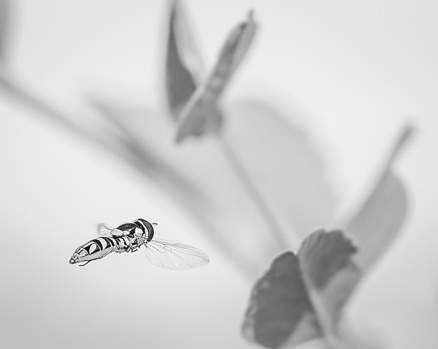 Black-and-white Photograph - hoverfly in the pea patch B/W by Len Romanick