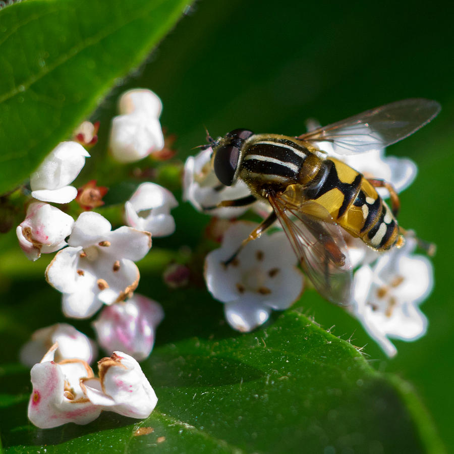 Hoverfly Lunch Photograph by Jeremy Hayden